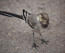 Wetland birdlife