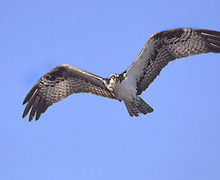 Wetland birdlife